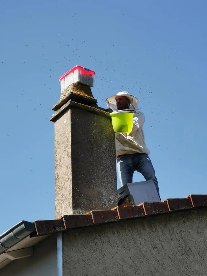 Essaim d'abeilles sur cheminée